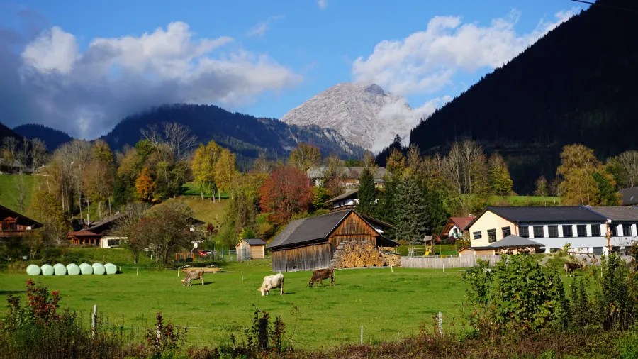 Cows graze in a green pasture with an alpine village and mountains behind