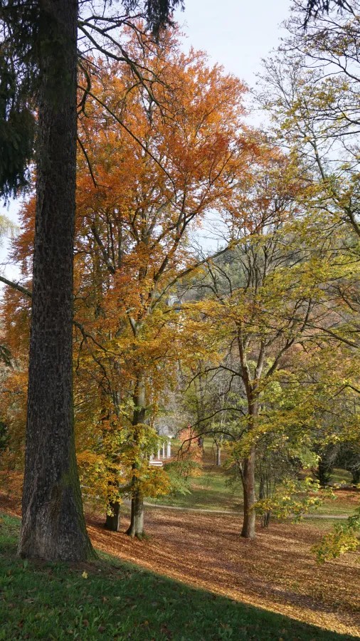 20221023_1_Tschechien_Marienbad (8) Tall trees with orange and yellow autumn leaves in a park with a leaf-covered ground.