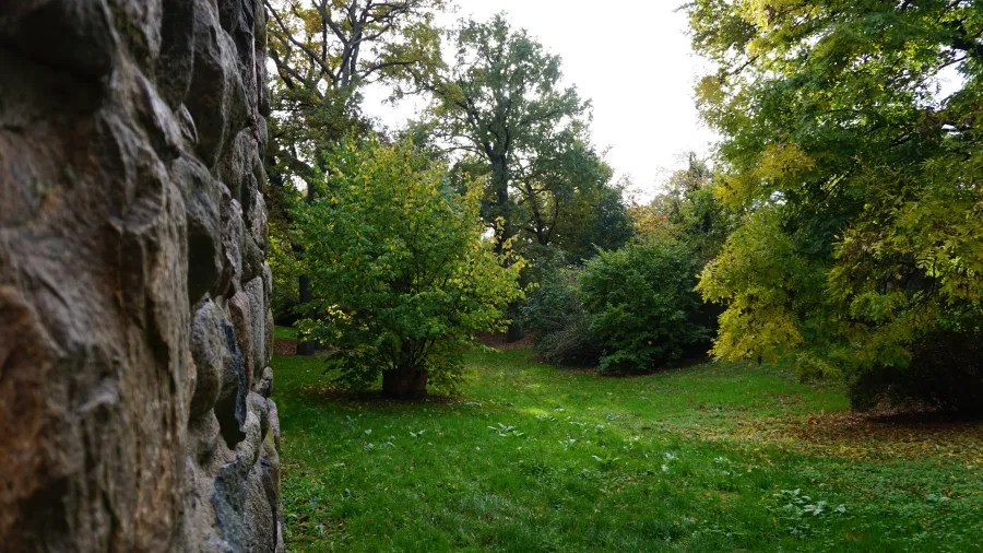 A grassy clearing surrounded by trees in early autumn, viewed from behind a stone wall.