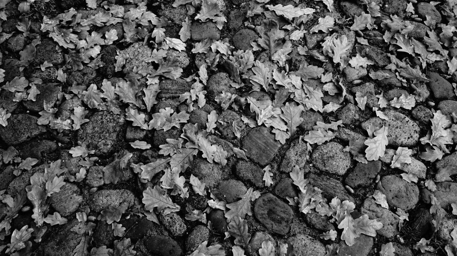 Black and white overhead view of fallen oak leaves scattered across a cobblestone path