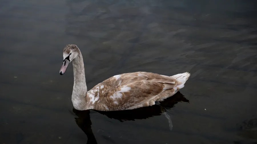A young swan with mottled brown and white feathers swimming on dark water.
