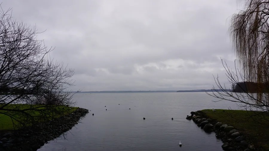 Birds swimming in a calm lake under a grey, overcast sky