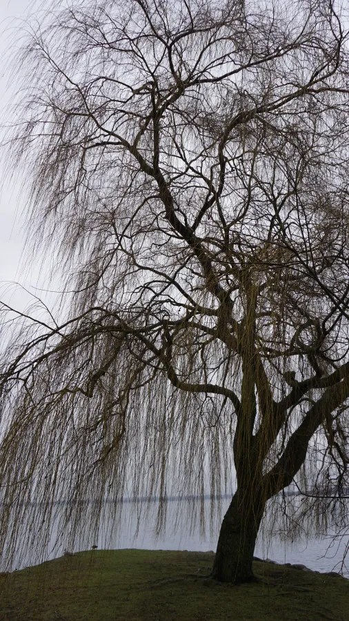 A weeping willow tree with drooping branches beside a lake under an overcast sky
