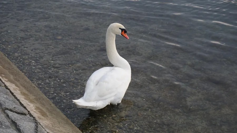 A white swan standing in shallow water next to a stone embankment.