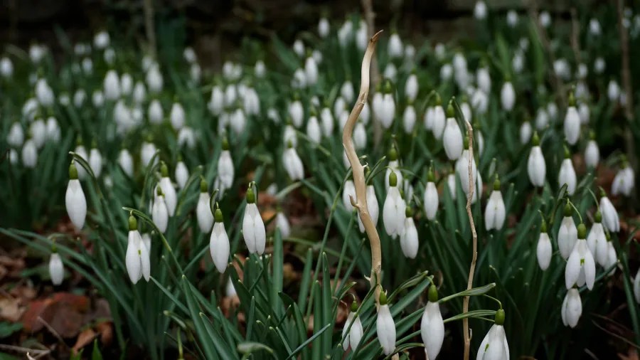 A dense patch of white snowdrop flowers blooming in a woodland area