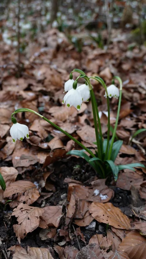 White bell-shaped spring snowflake flowers blooming among fallen brown leaves on a forest floor.