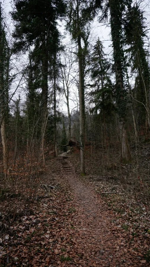A narrow forest path with wooden steps leads through tall trees and leaf-covered ground.