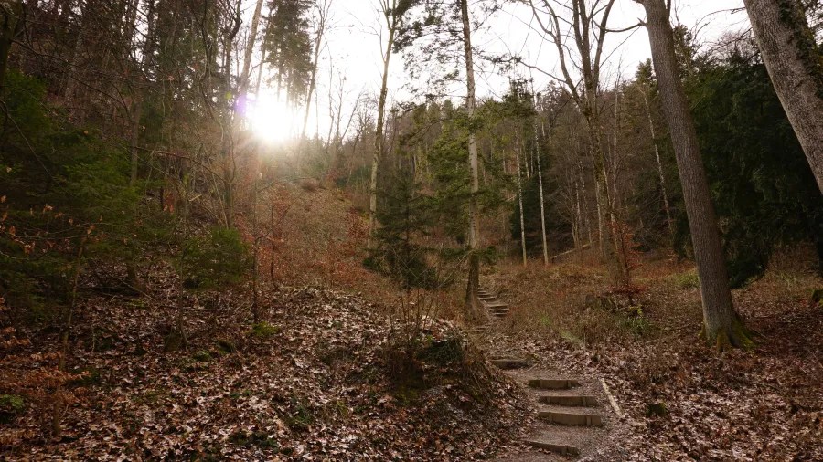 Sunlit forest path with steps ascending a leaf-covered hillside.
