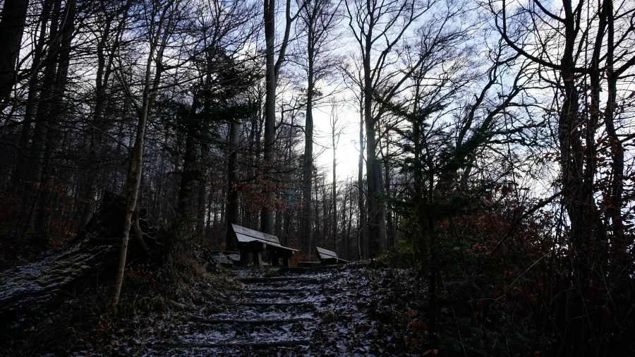 Stone steps leading to wooden benches in a winter forest with bare trees