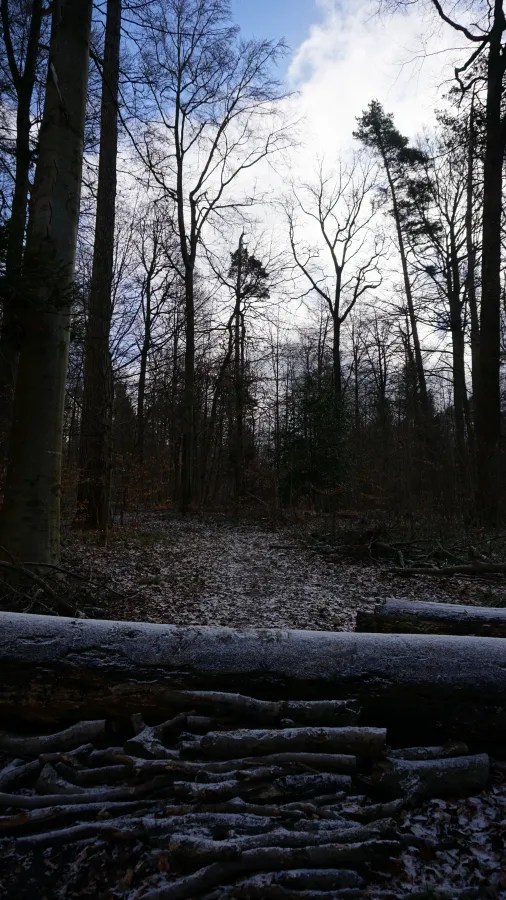 A winter forest scene with frosted logs in the foreground and tall bare trees.