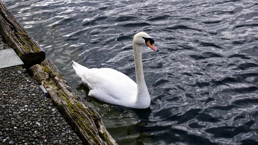 A white swan swimming on dark rippling water near a mossy wooden dock