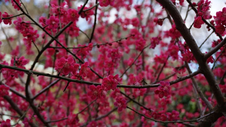 Vibrant dark pink blossoms blooming on dark tree branches
