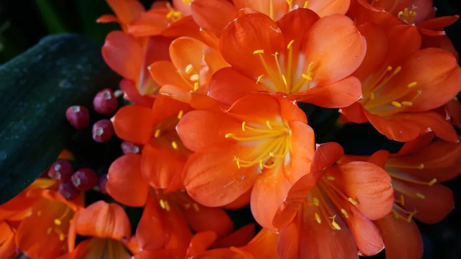 Close-up of vibrant orange Clivia flowers with yellow stamens and small red berries