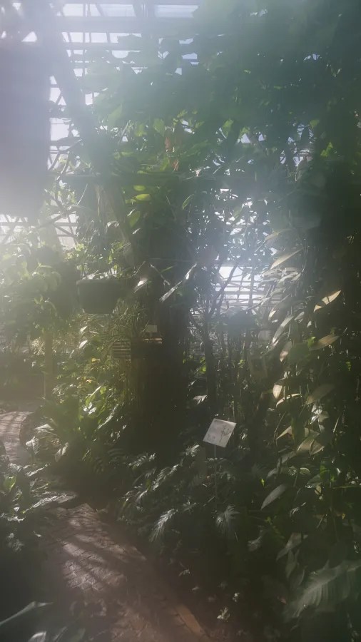 Lush tropical plants in a sunlit greenhouse with a brick pathway.