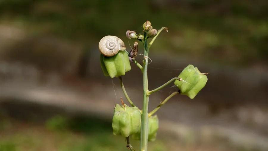 20230420_Italien_Toskana_Pisa (41) Small snail resting on green seed pods of a plant with a blurred natural background