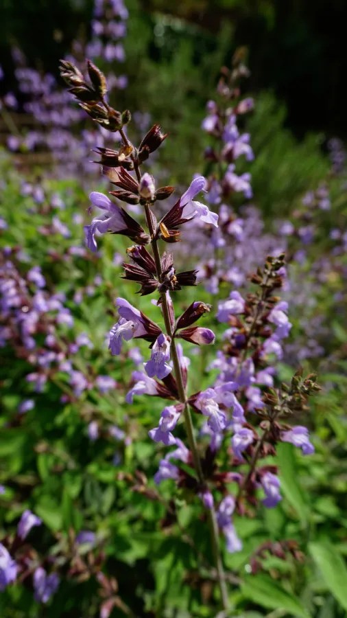 20230420_Italien_Toskana_Pisa (48) Close-up of light purple flowers on a tall green stem with green foliage background