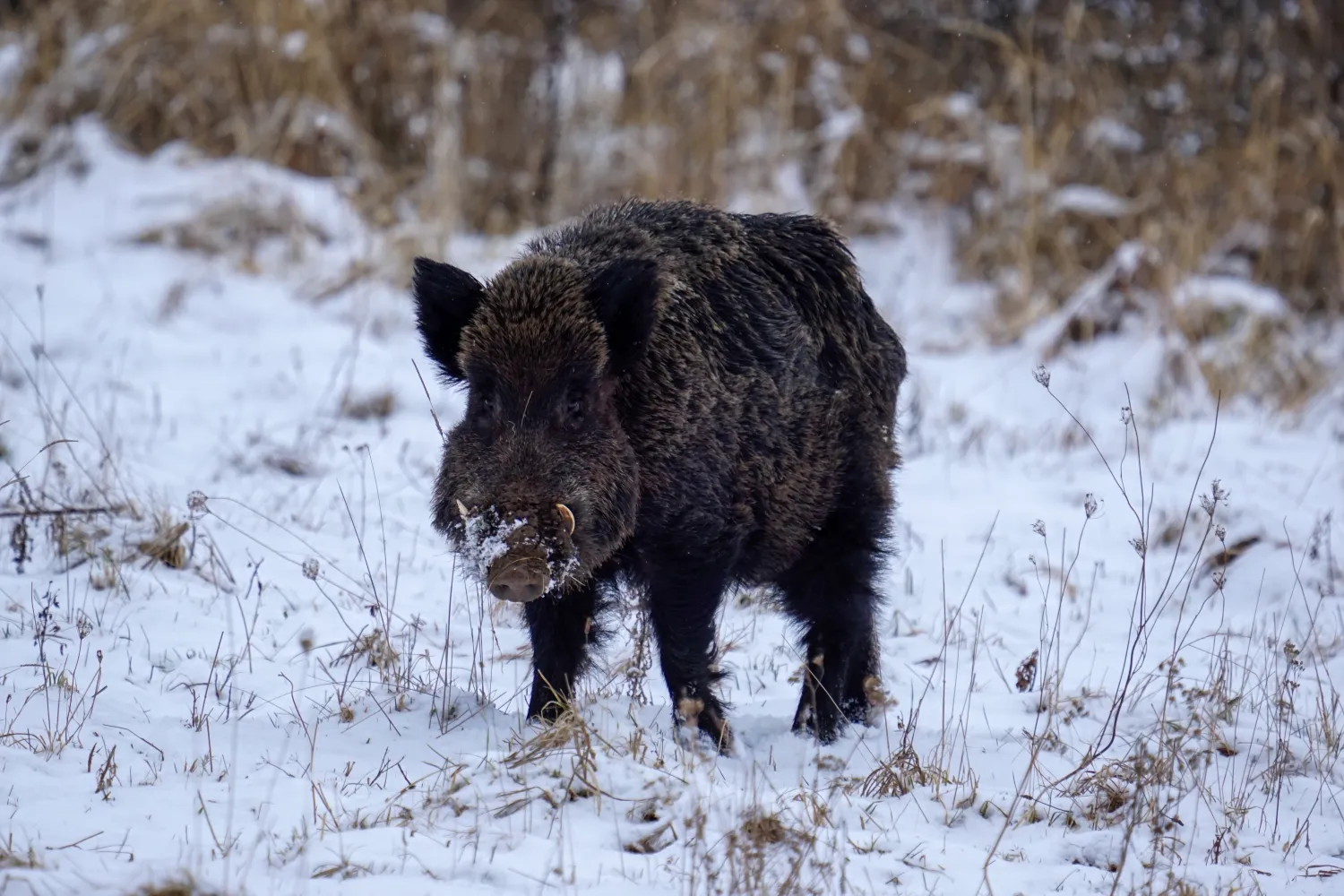 Wild boar standing in snow-covered field with dry grass