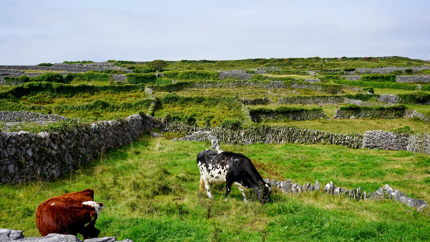 Two cows in grassy fields divided by dry stone walls and terraces
