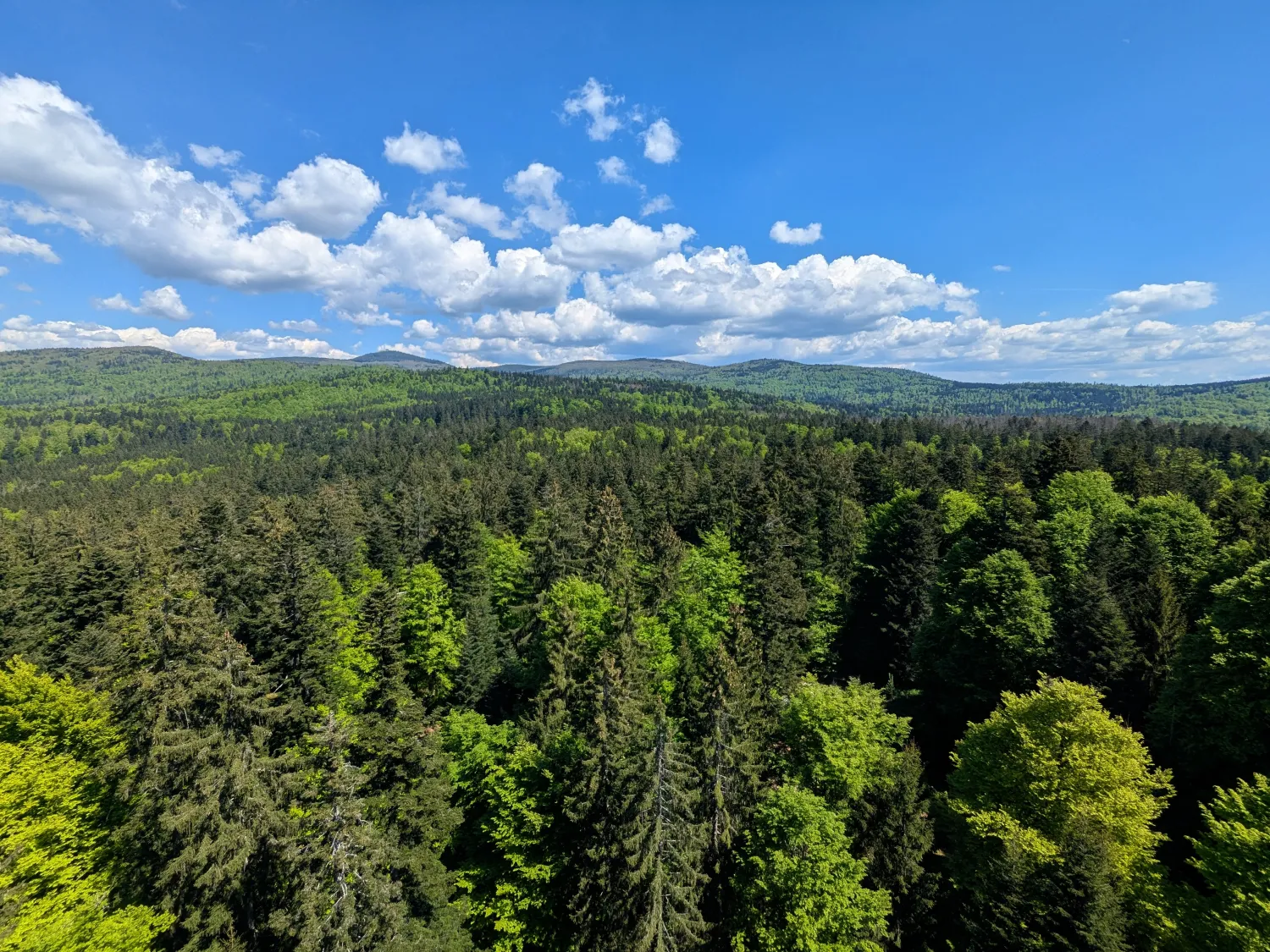 Wandern und Chaos: Mein Abenteuer im Bayerischen Wald