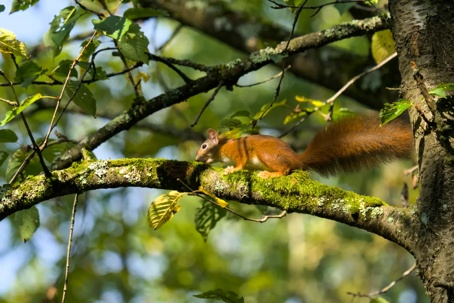 Red squirrel walking along a moss-covered tree branch in a leafy forest