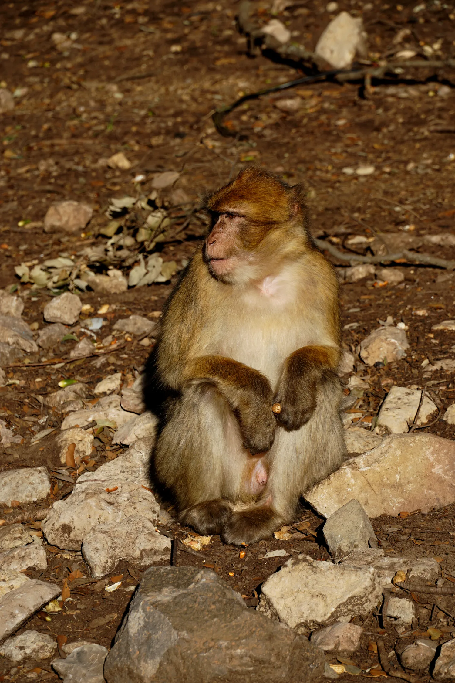Macaque monkey sitting among rocks and leaves on a forest floor