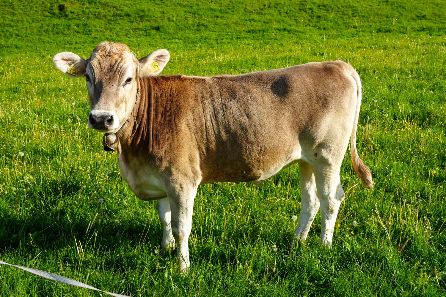 Brown cow standing in a sunlit green meadow with dandelions